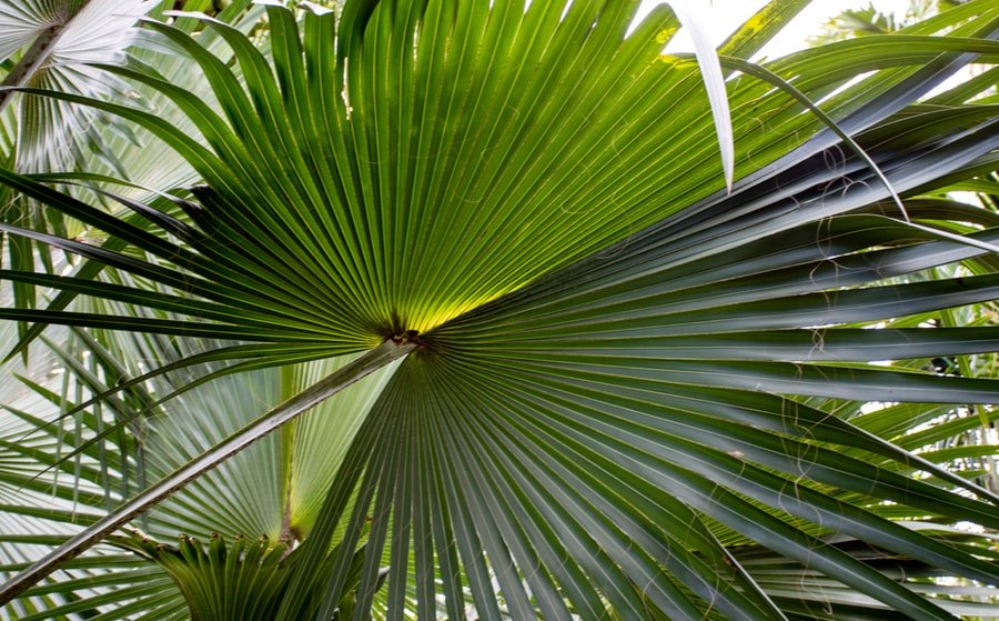 Saw Palmetto - ingrediente natural para la salud de la próstata